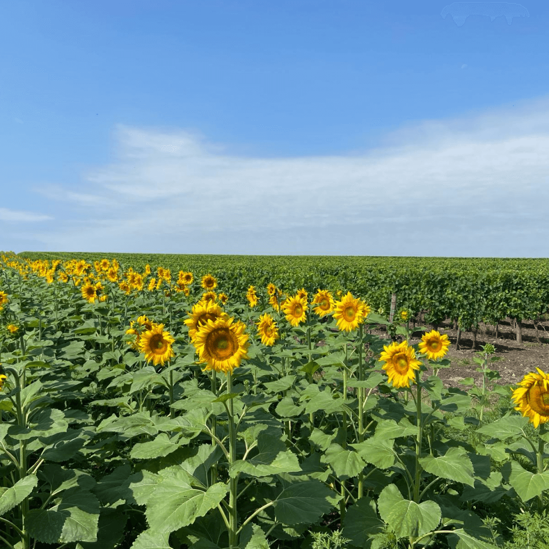champs de tournesols aux abords du parc