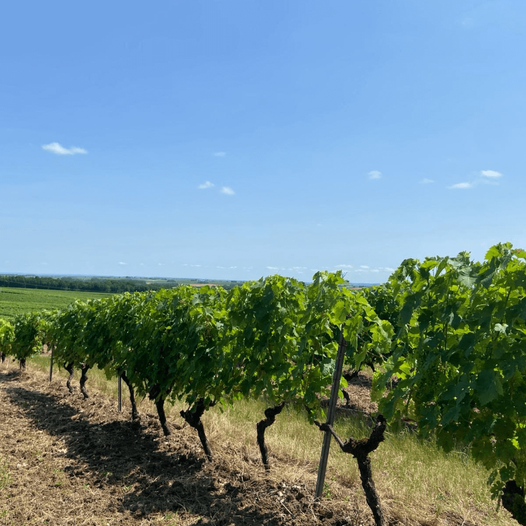 vignes et sentiers autour du domaine