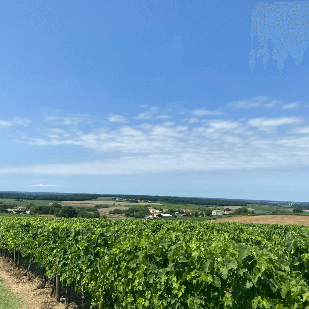 vue sur les vignes